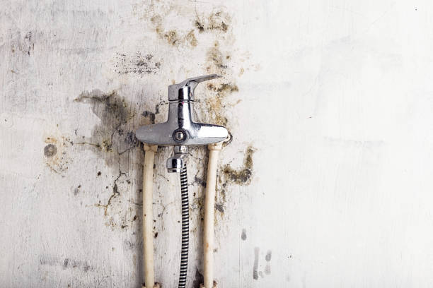 Best Industrial Mold Remediation in Rainbow, CA