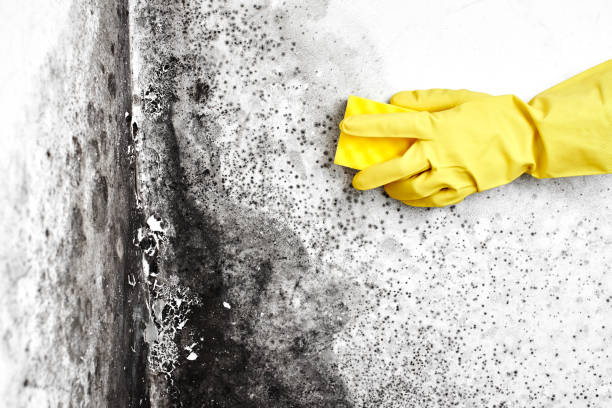 Best Crawl Space Mold Remediation in Rainbow, CA