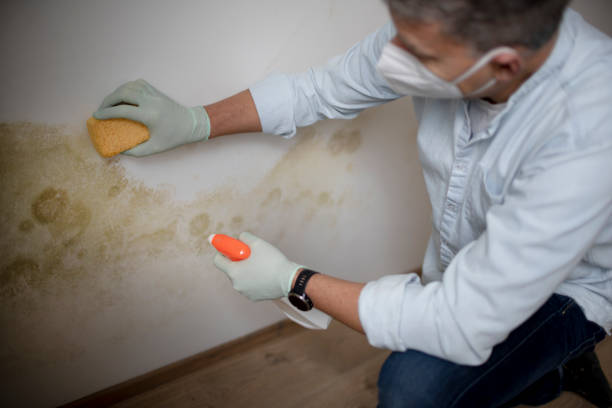 Trusted Rainbow, CA Mold Remediation Experts
