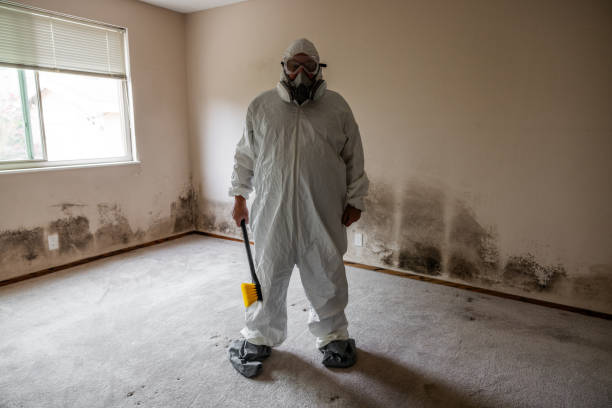Best Residential Mold Remediation in Rainbow, CA