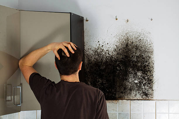 Best Post-Flood Mold Remediation in Rainbow, CA
